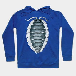 Porcellio werneri Isopod Hoodie